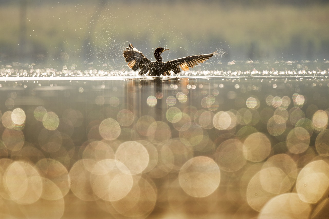 bird blur bokeh free photo