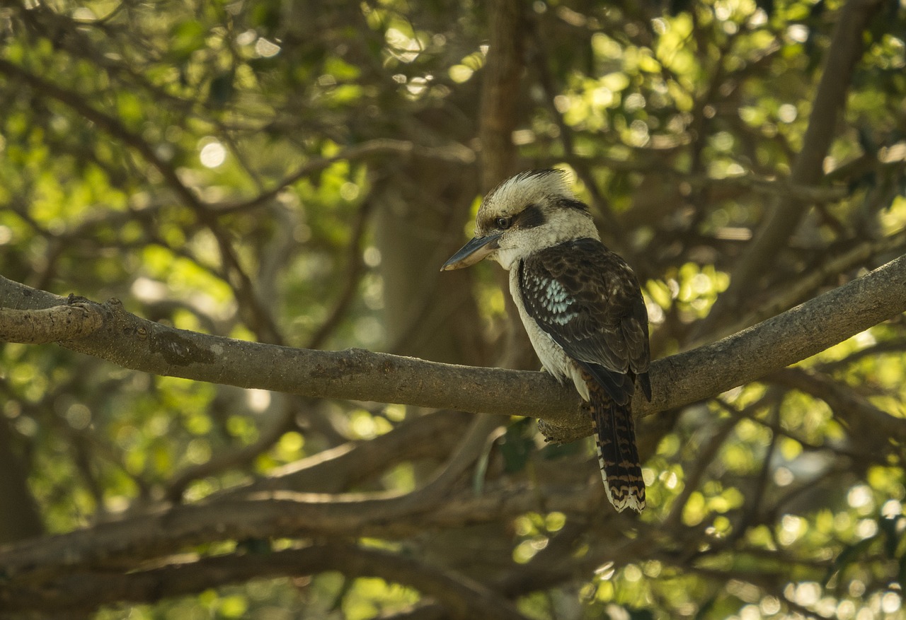 bird australia kookaburra free photo