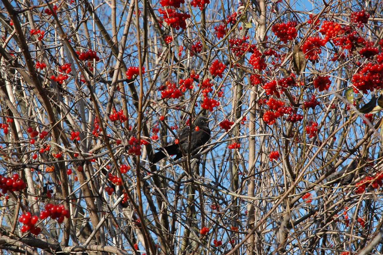 bird blackbird tree free photo