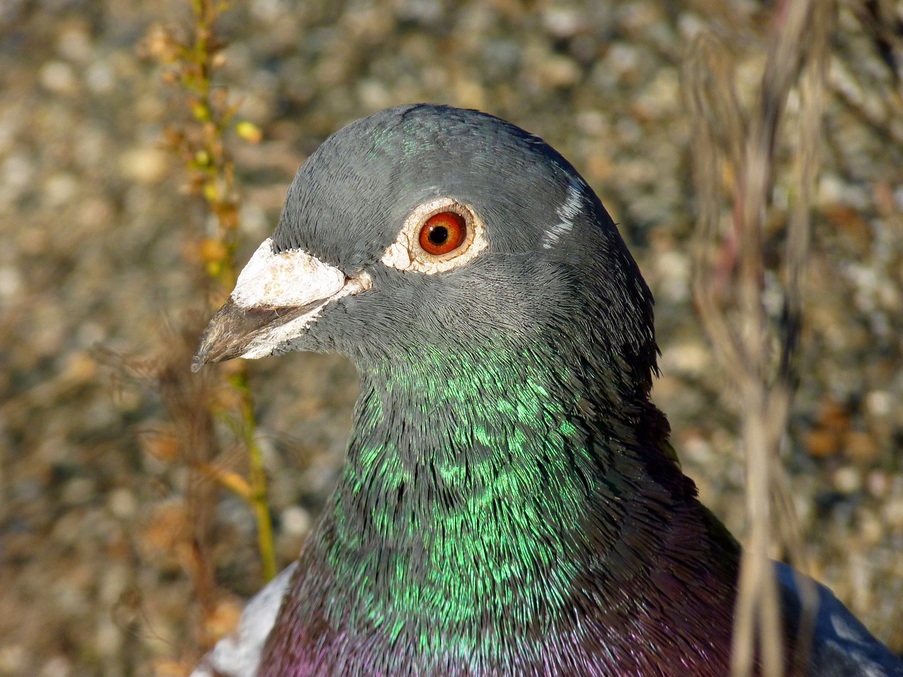 bird dove ornithology free photo