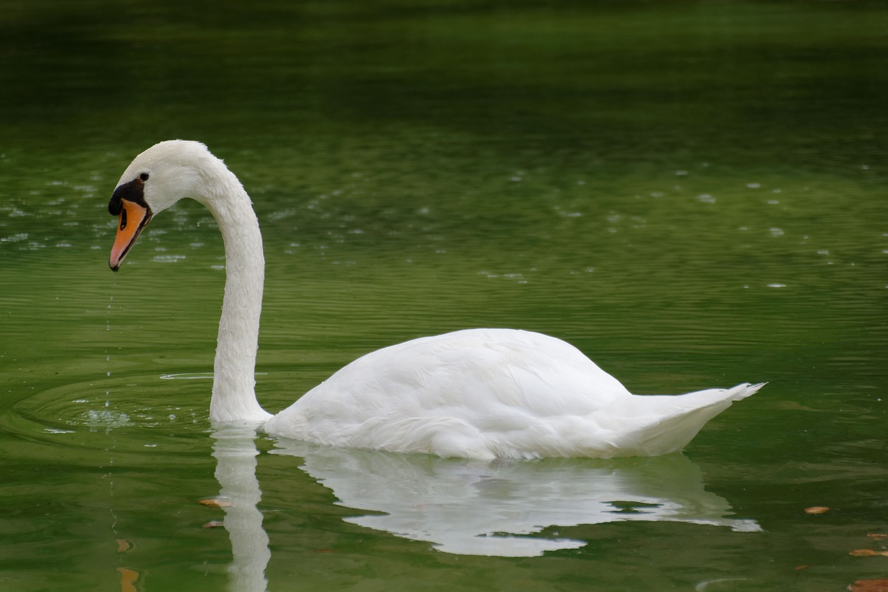 bird swan water free photo