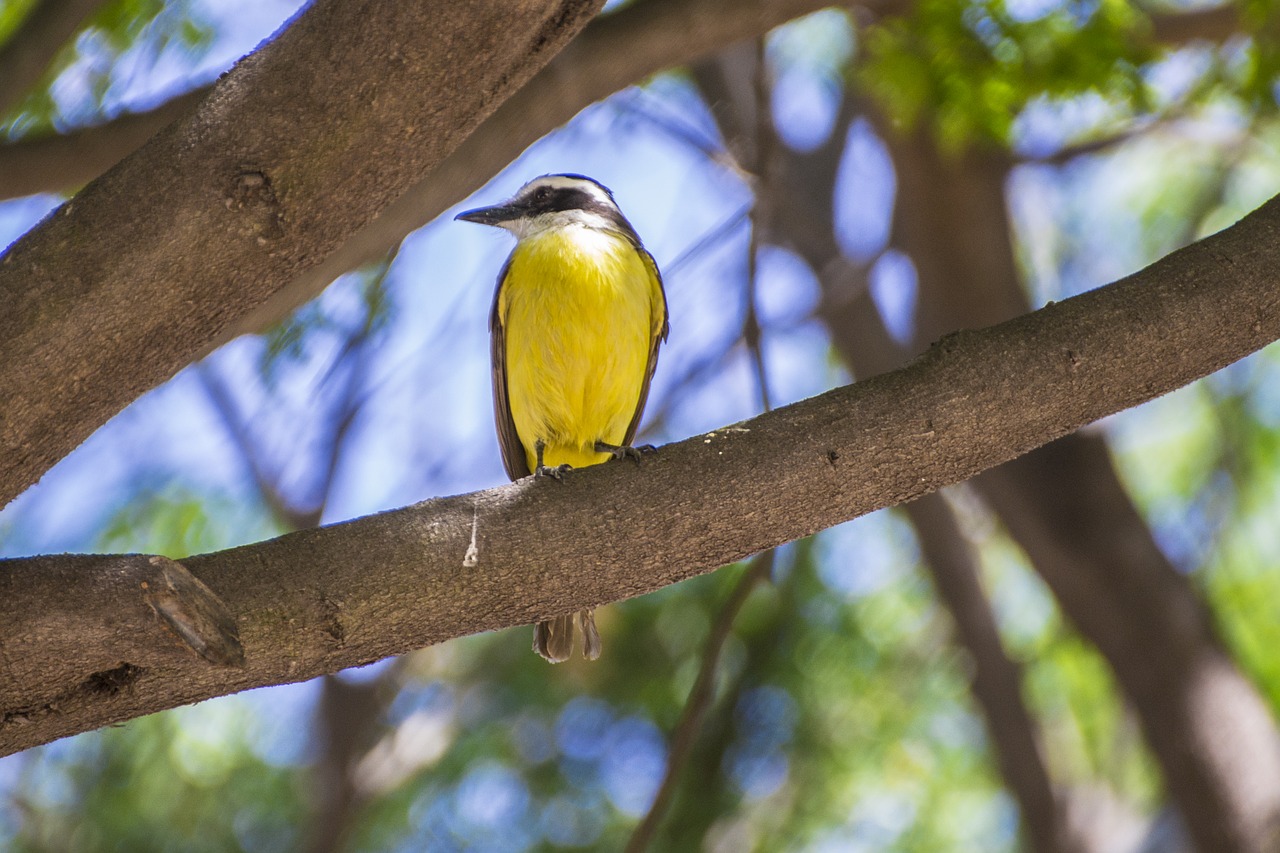 bird yellow nature free photo