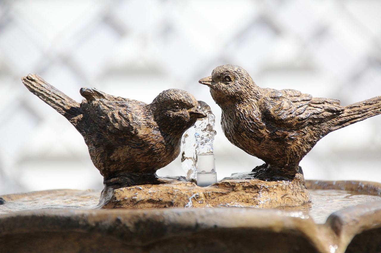 bird fountain water free photo