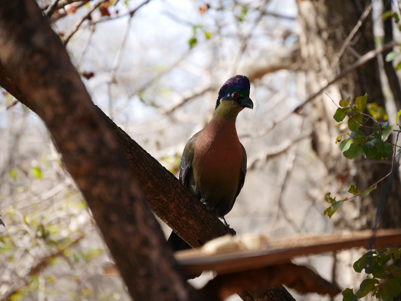 bird african wildlife photography free photo