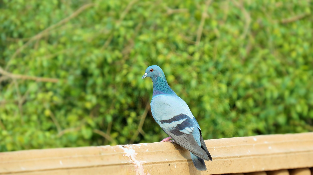 bird pigeon peace free photo