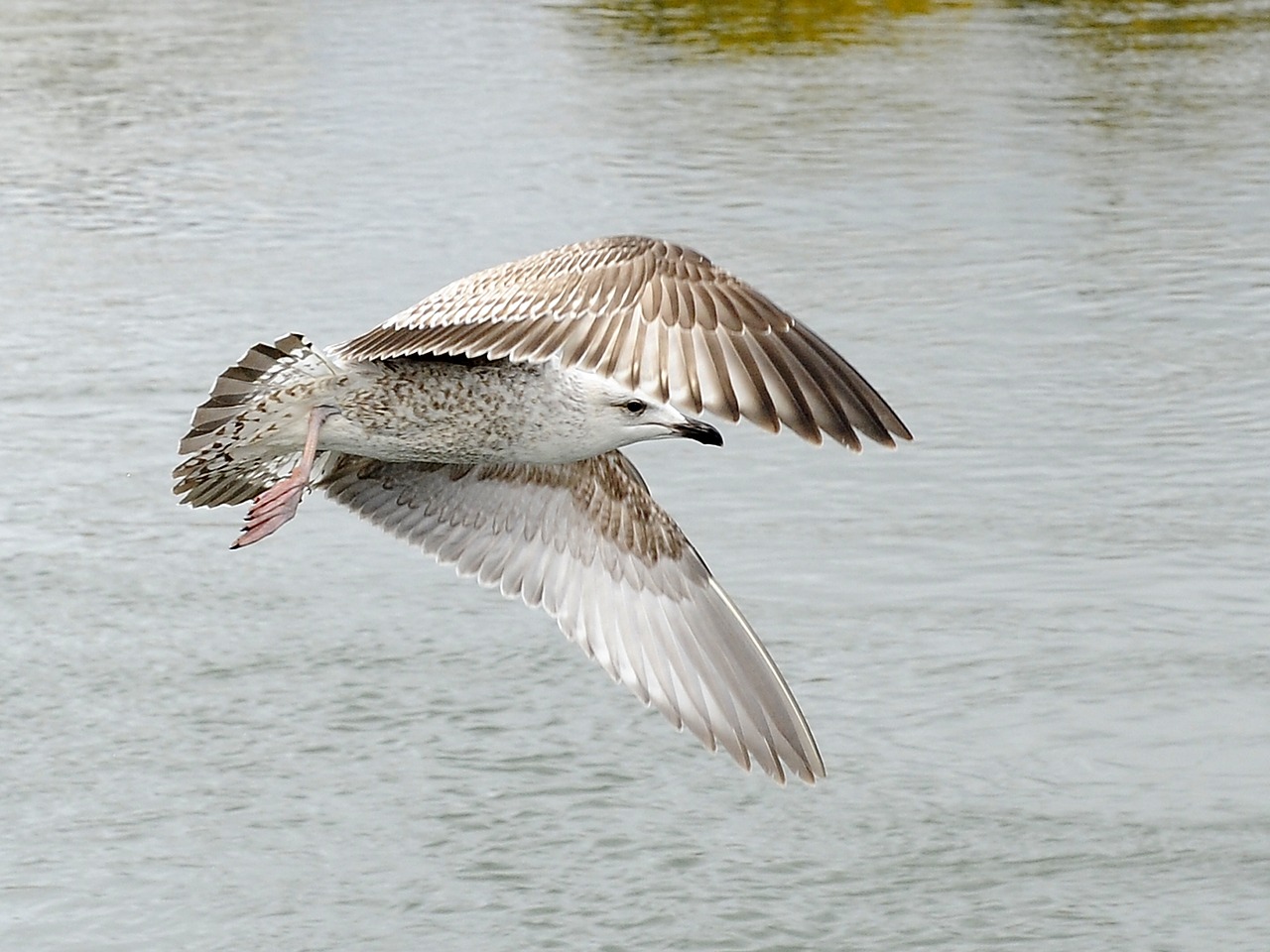 bird water feather free photo