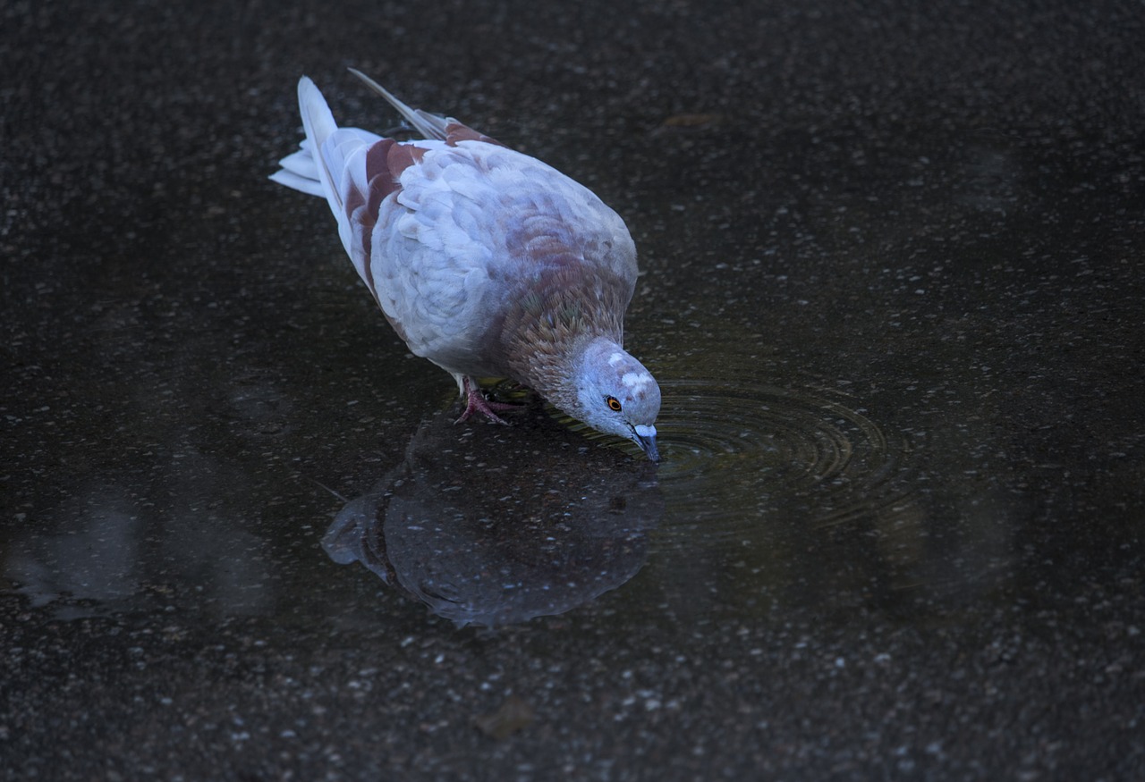 bird nature birds free photo