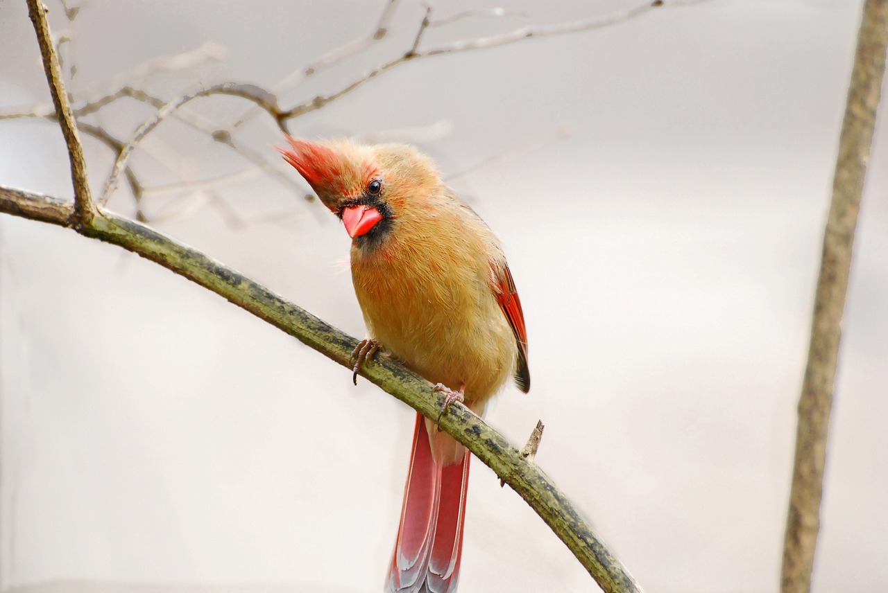 bird female cardinal free photo