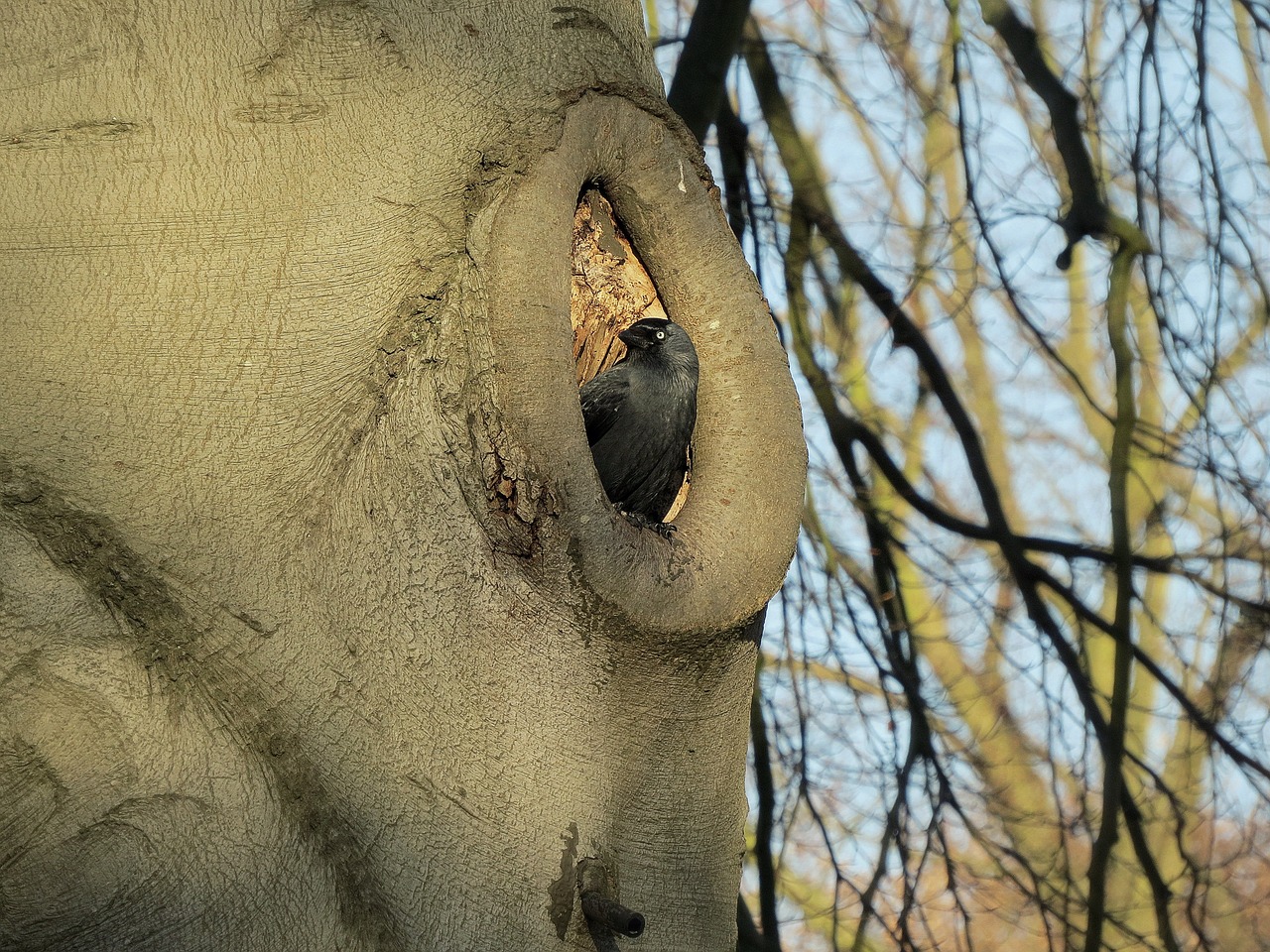 bird crow tree free photo