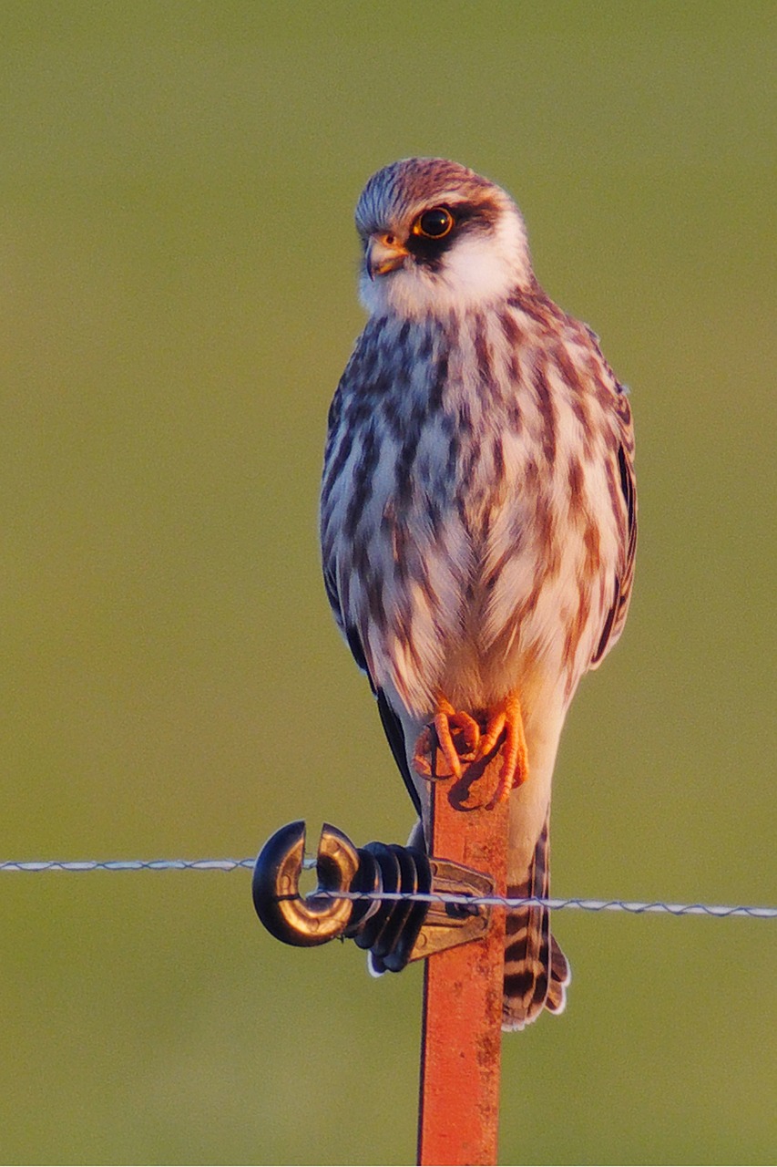 bird falcon bird of prey free photo