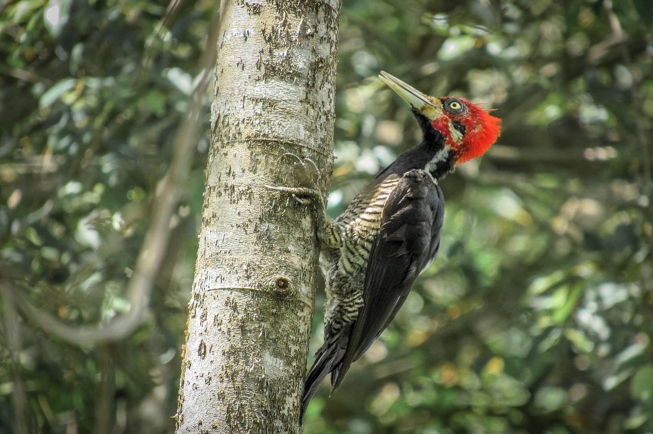 bird woodpecker piciformes free photo