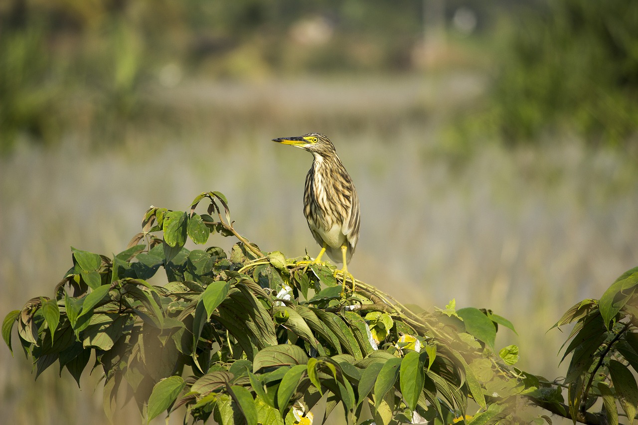 bird alone nature free photo