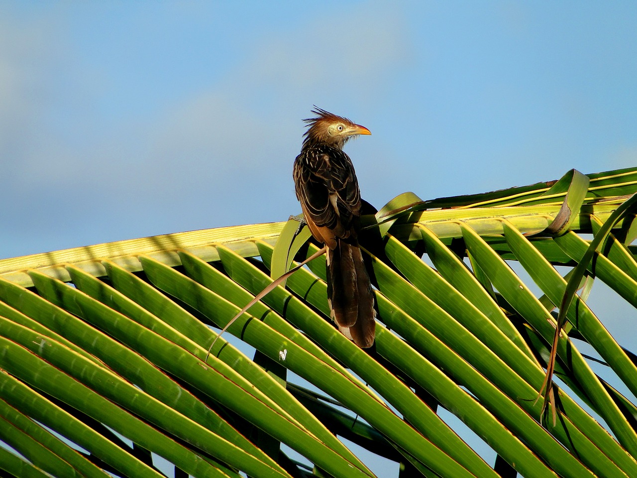 bird sky tree free photo