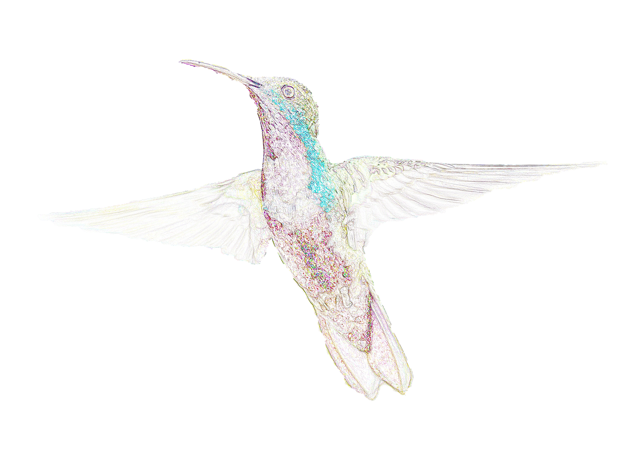 bird hummingbird texture free photo