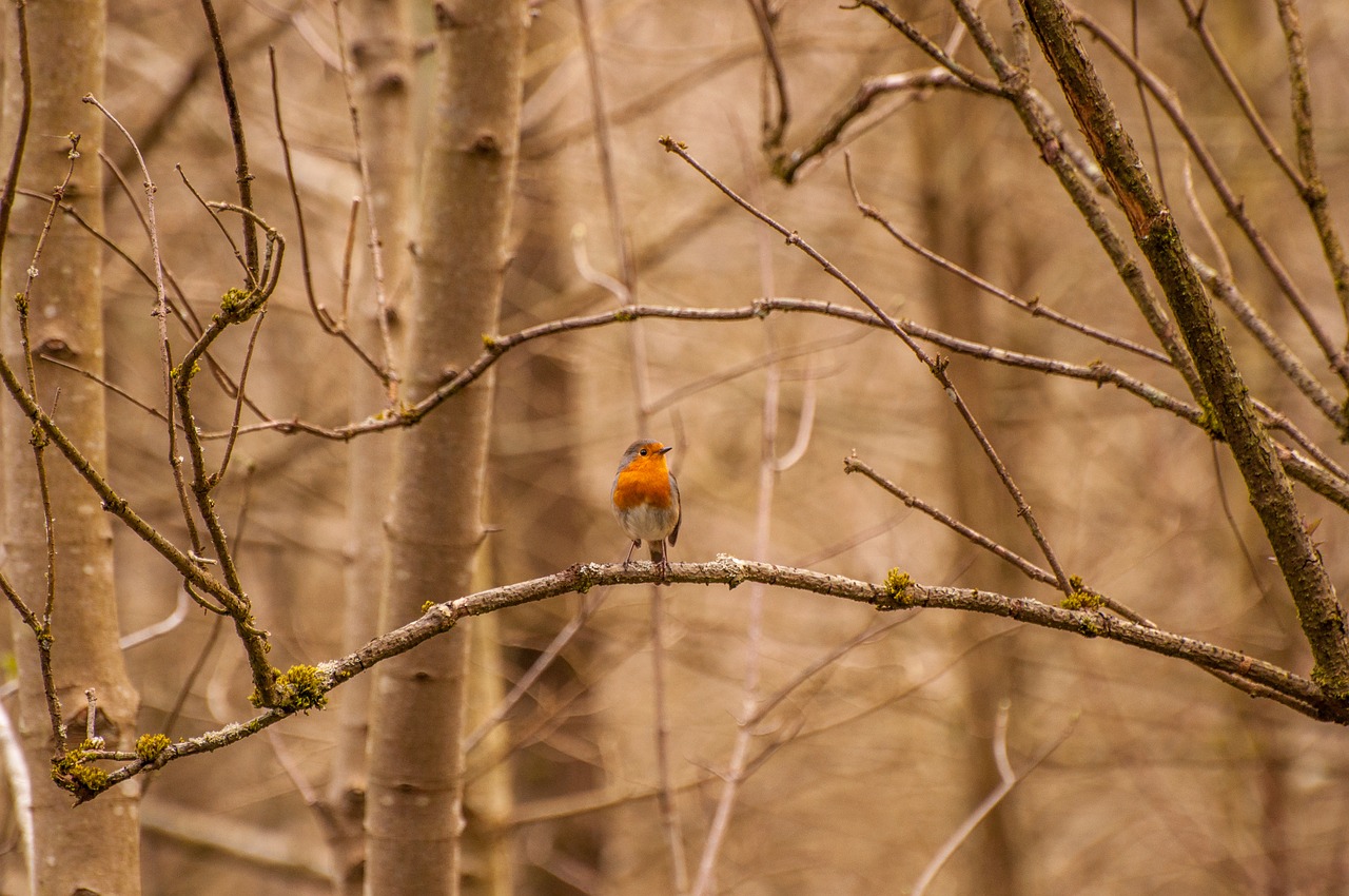 bird nature forest free photo