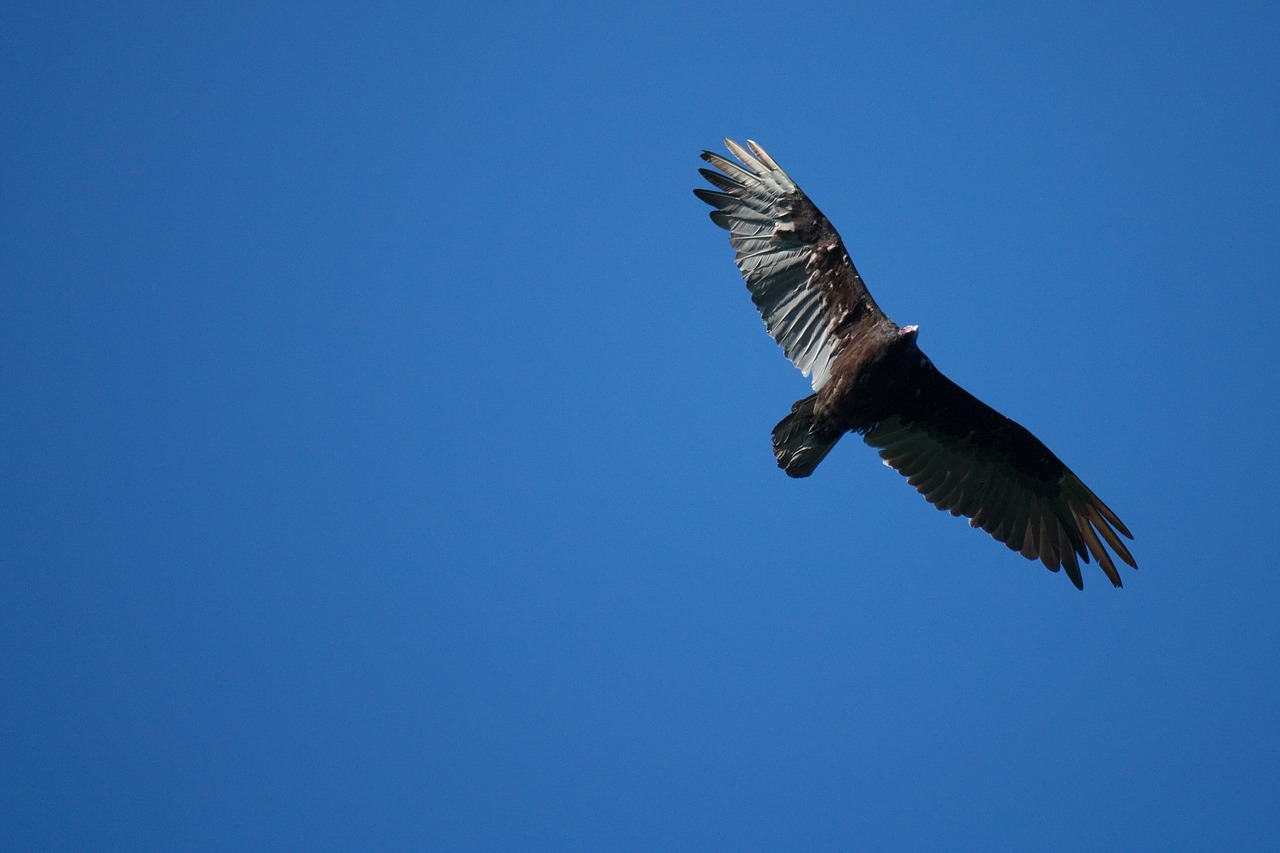 bird vulture wild free photo