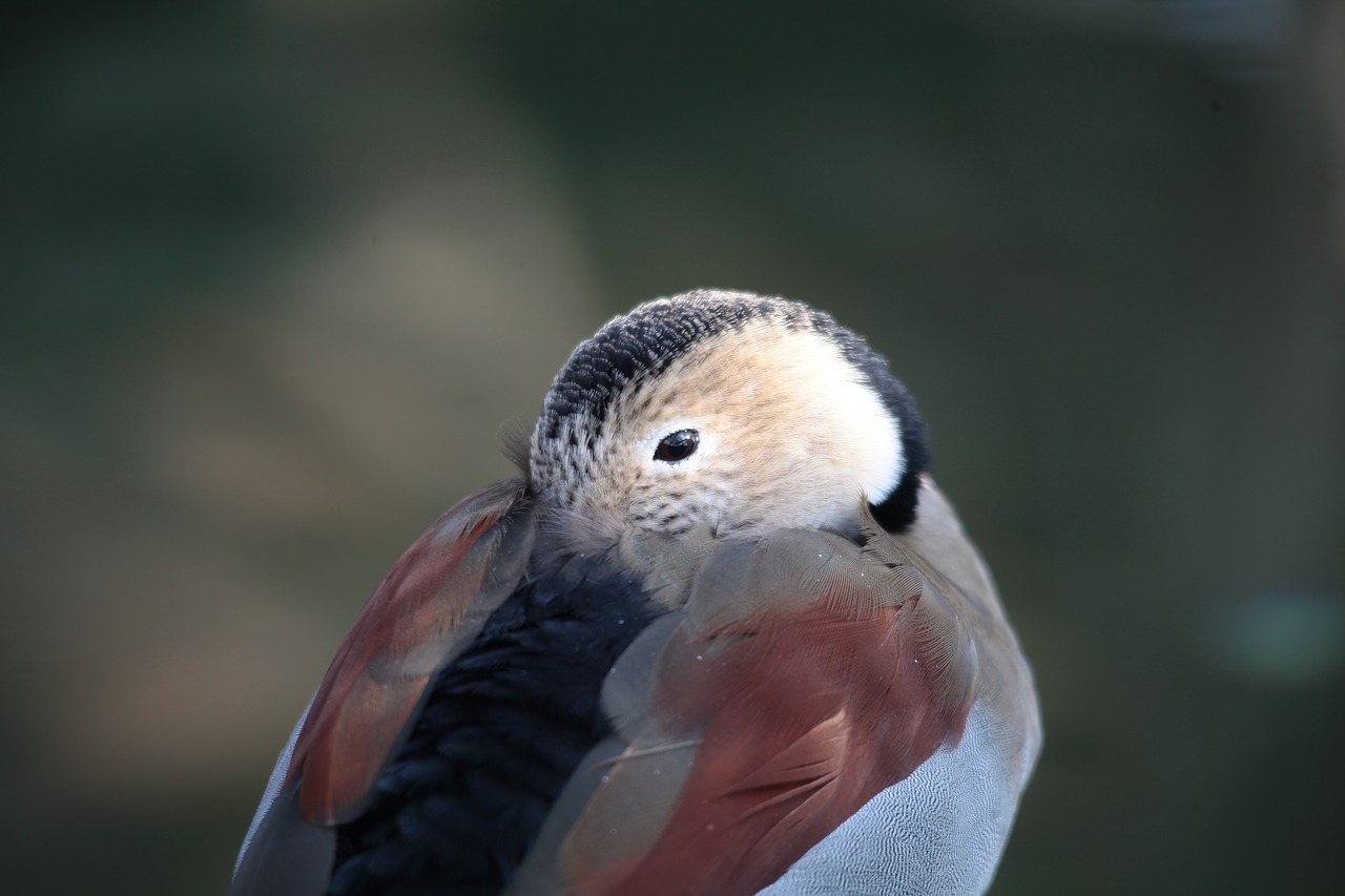 bird duck water bird free photo