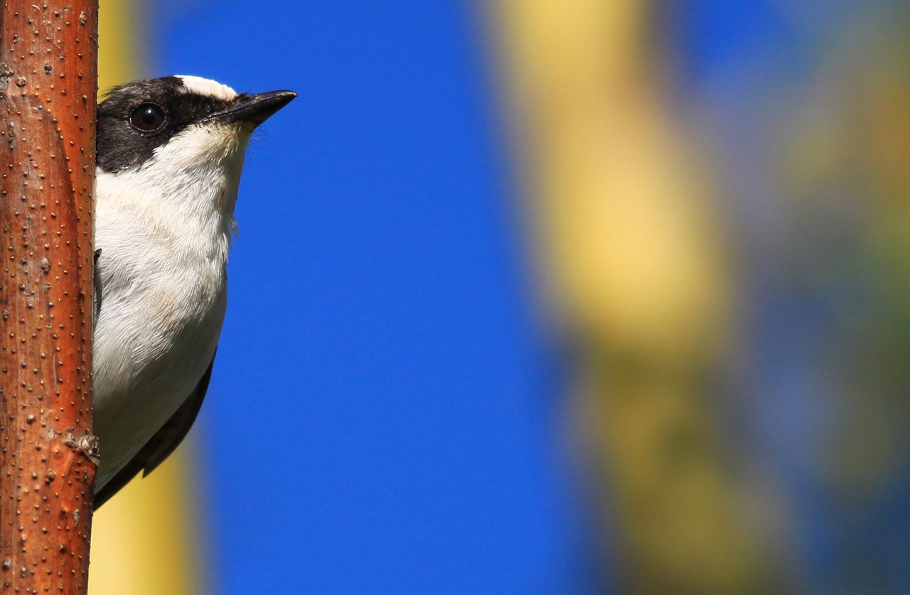 bird collared flycatcher flycatcher free photo