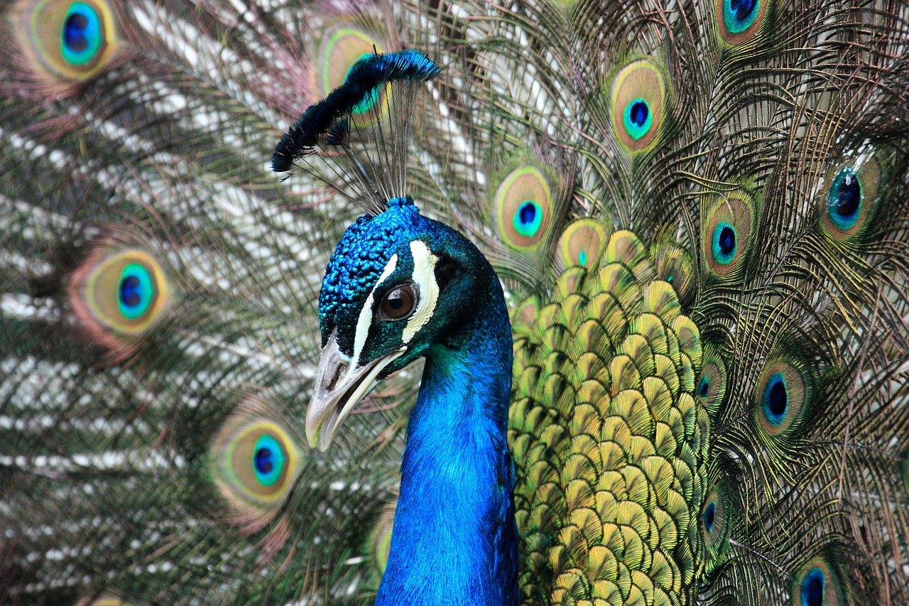 bird peacock animal free photo