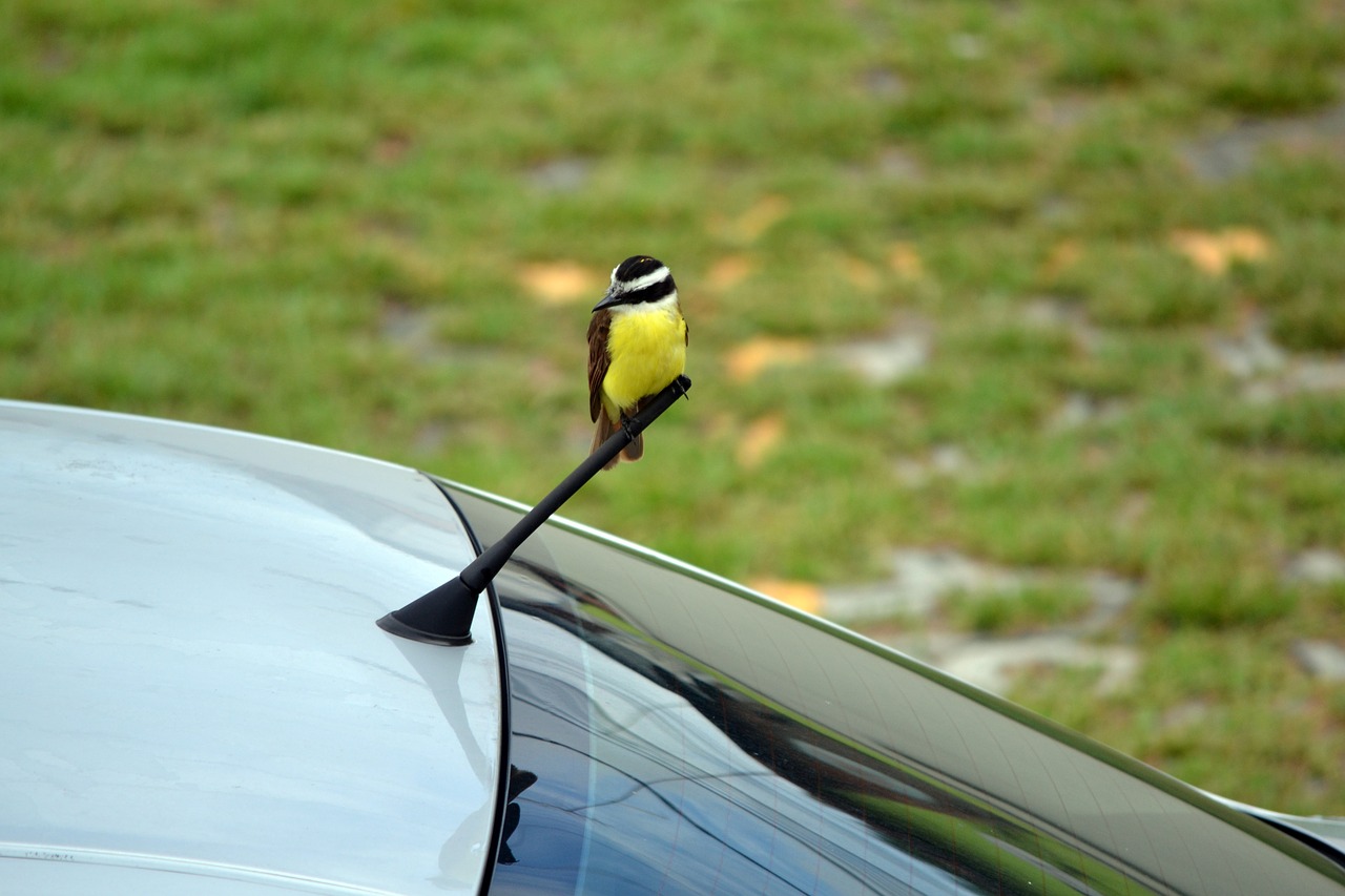 bird beautiful nature free photo