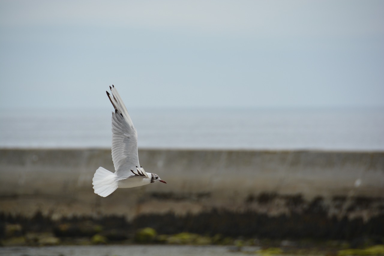 bird bird flight seagull free photo