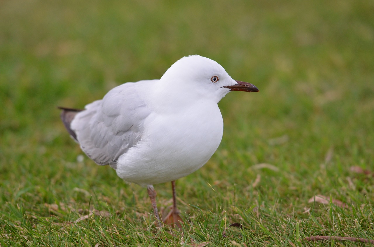 bird seagull grass free photo
