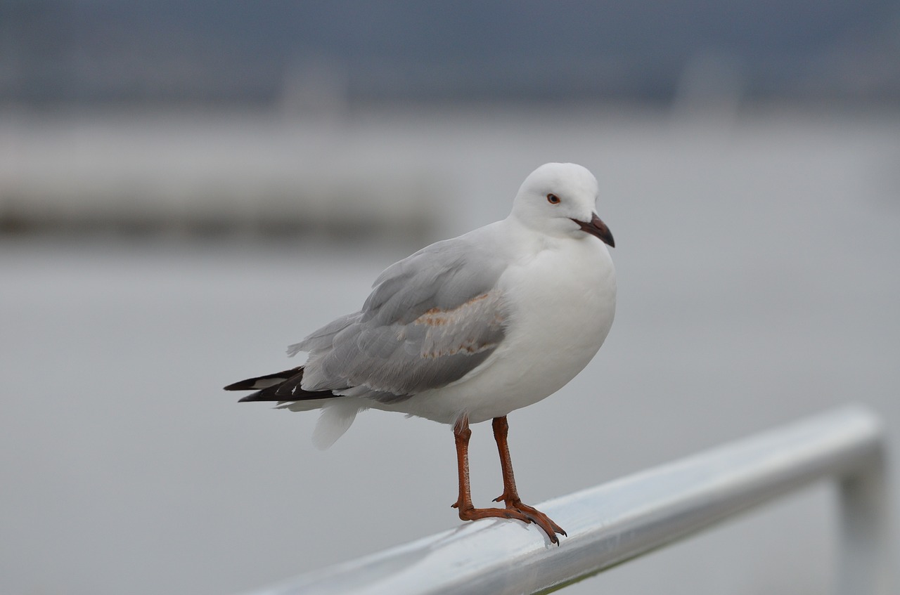 bird seagull sea free photo