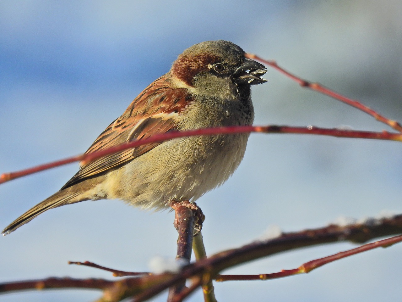 bird winter nature free photo