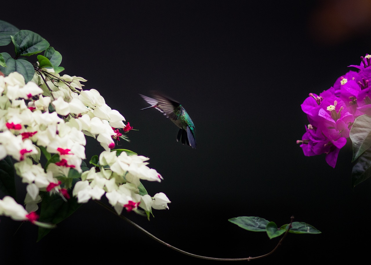 bird hummingbird wildlife free photo