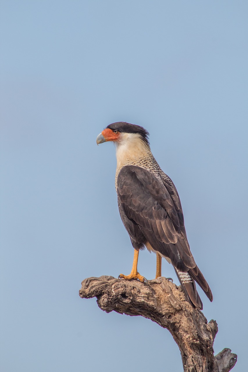 bird crested caracara mexican eagle free photo