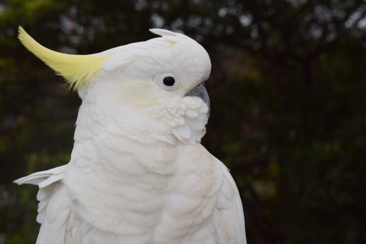 bird australia cockatoo free photo