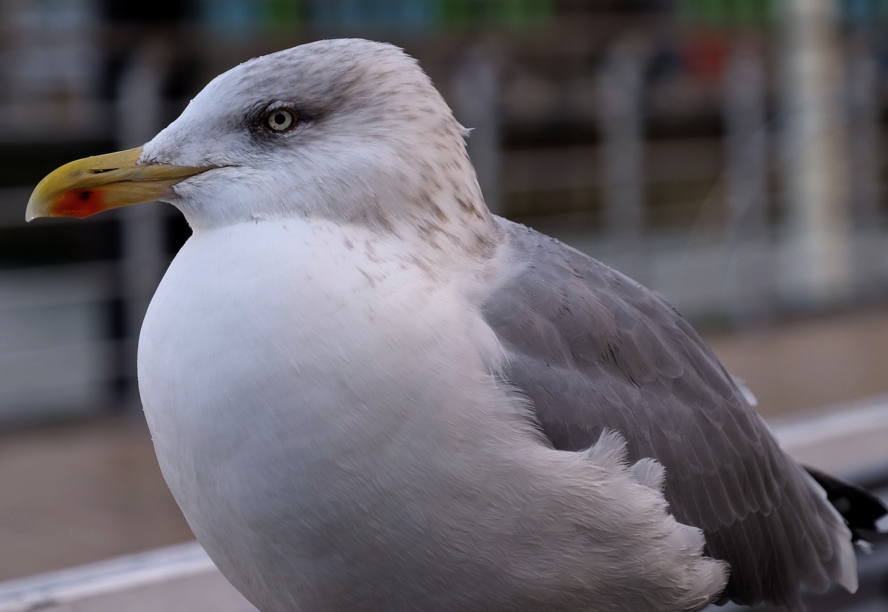 bird seagull animal free photo