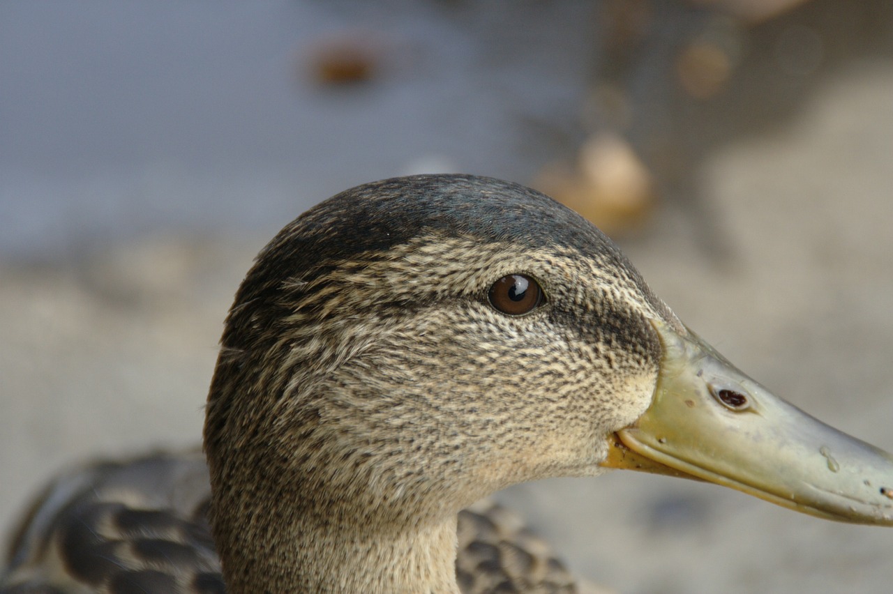 bird duck animal free photo