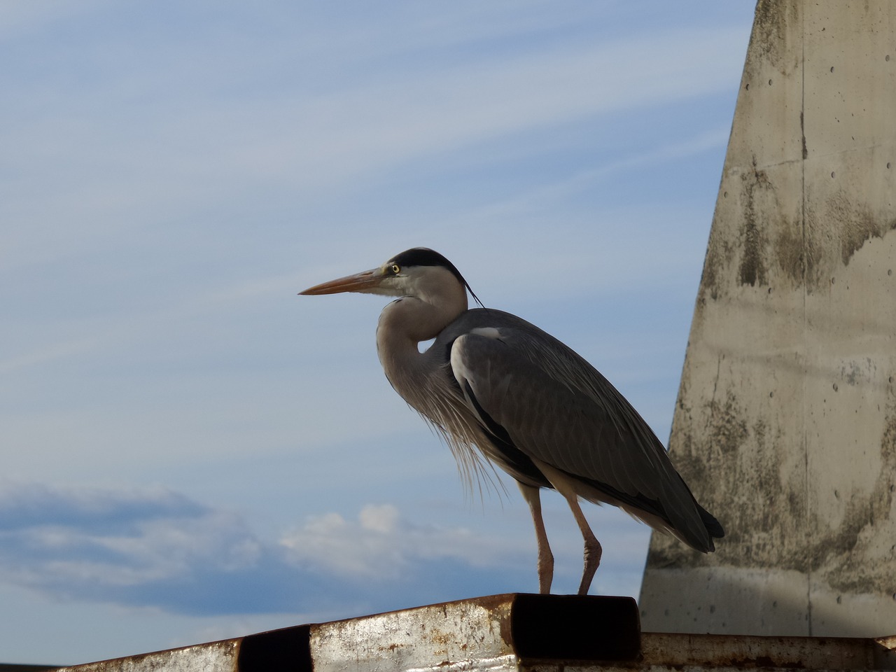 bird ocean sky free photo