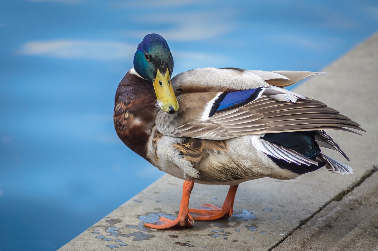 bird duck mallard free photo