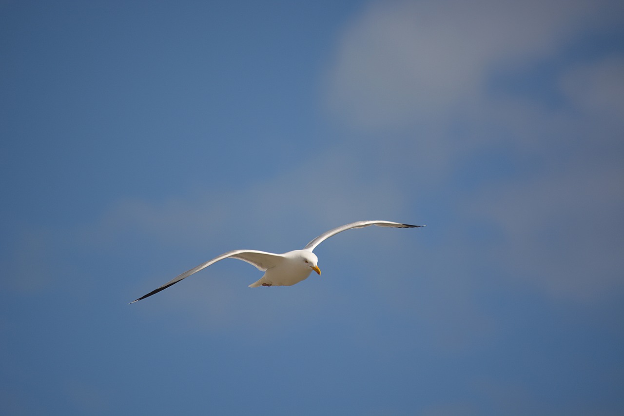 bird seagull sky free photo