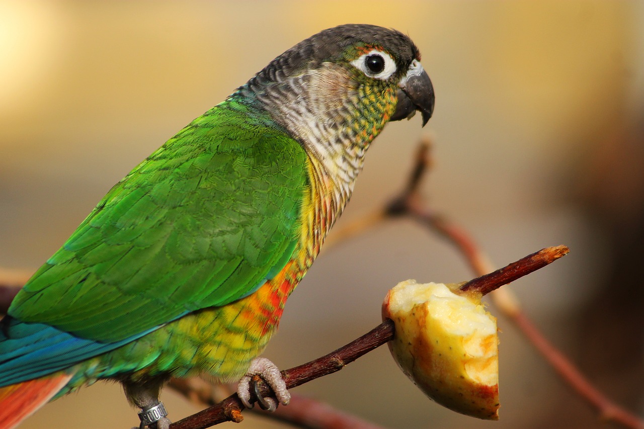 bird parrot feeding free photo