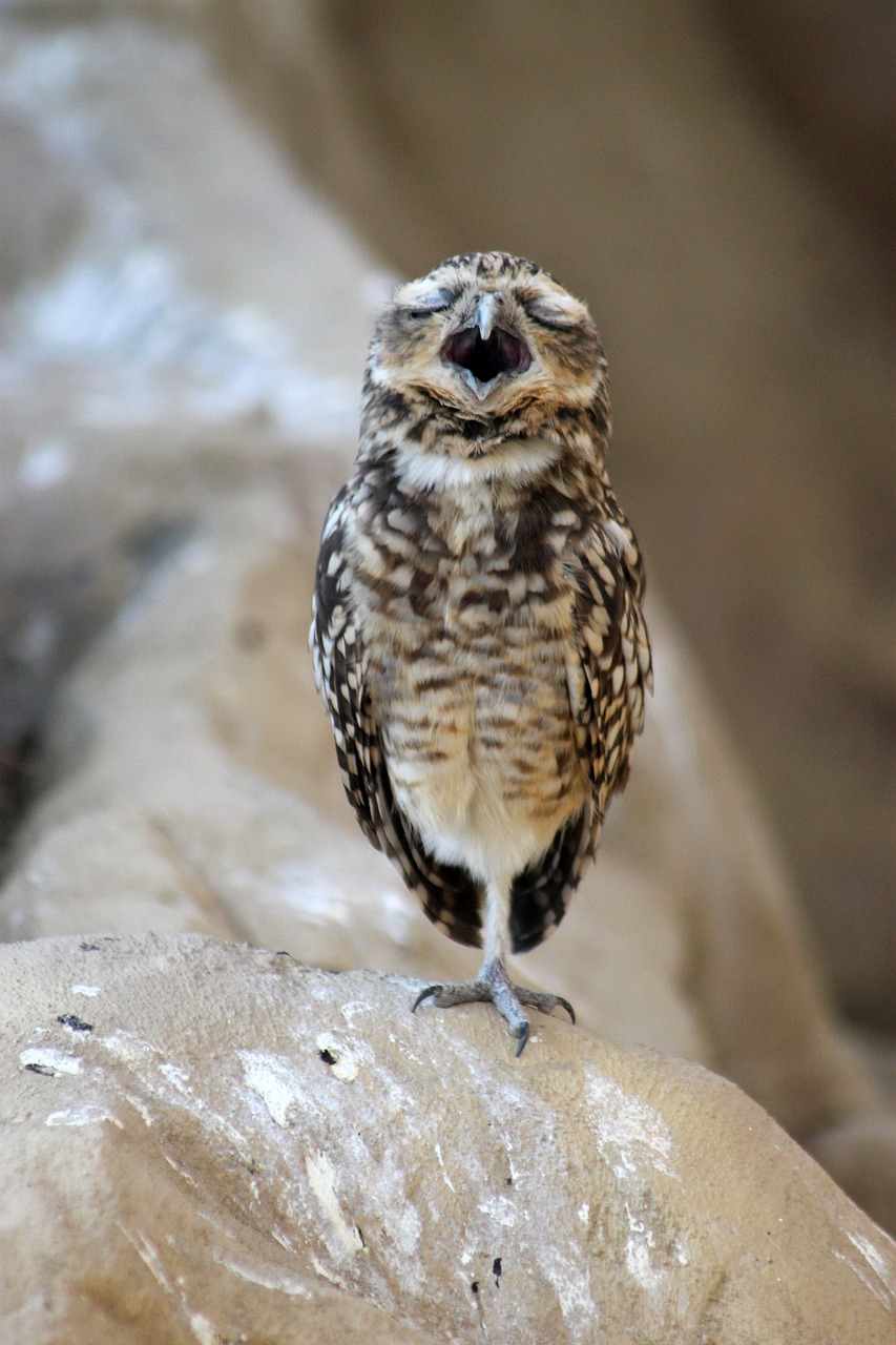 bird winged feathered free photo