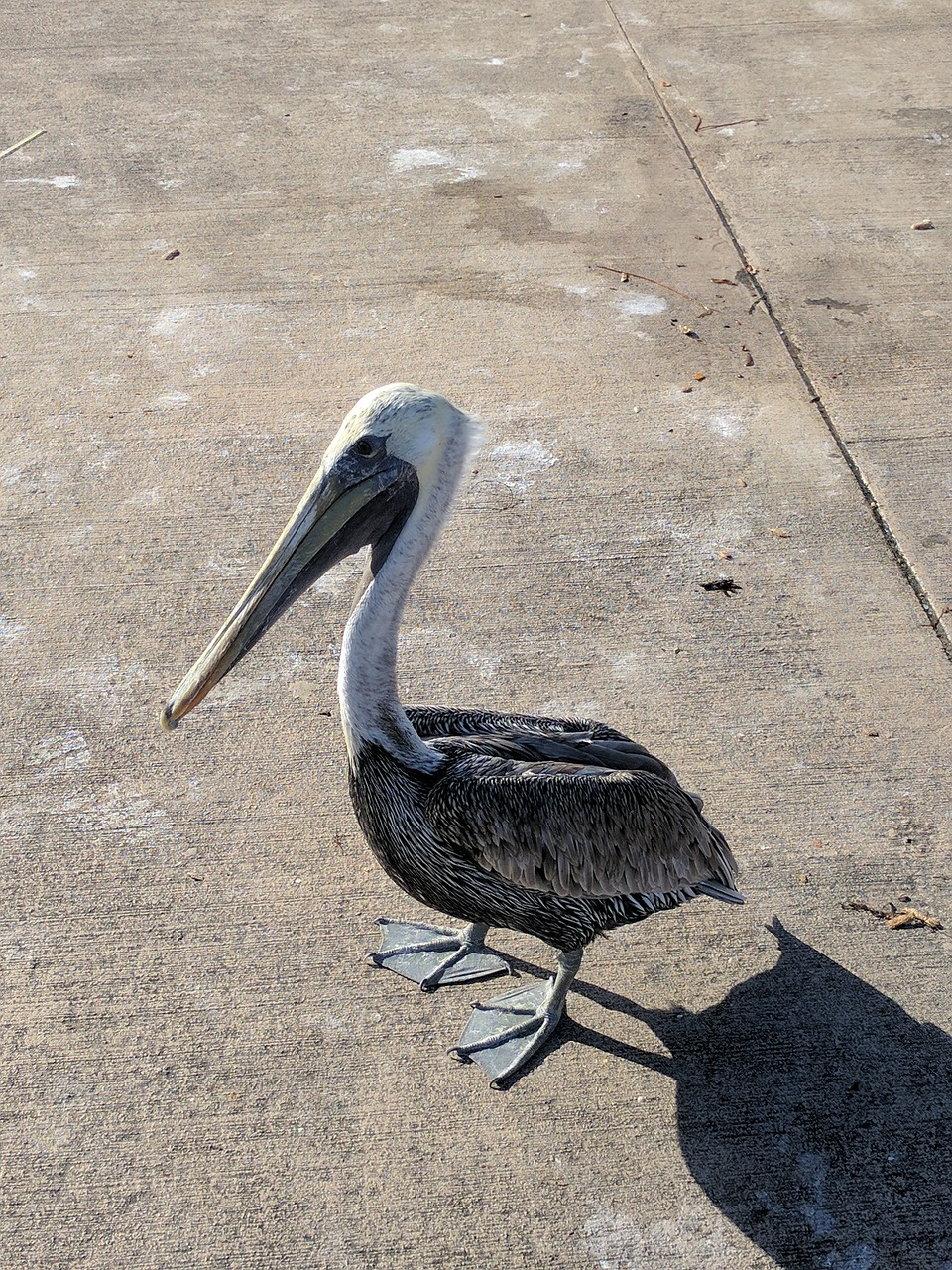 bird big bird hungry bird free photo