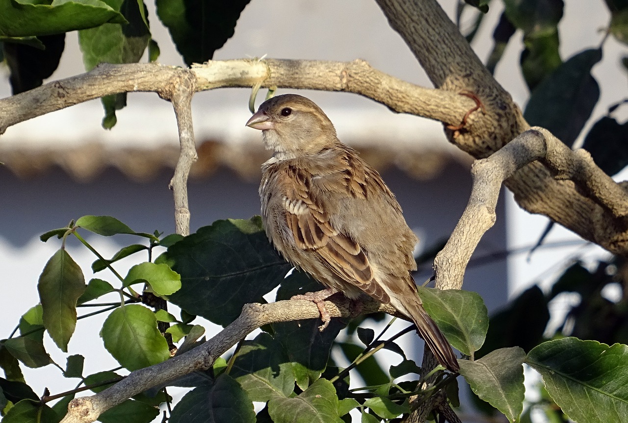 bird house sparrow female free photo
