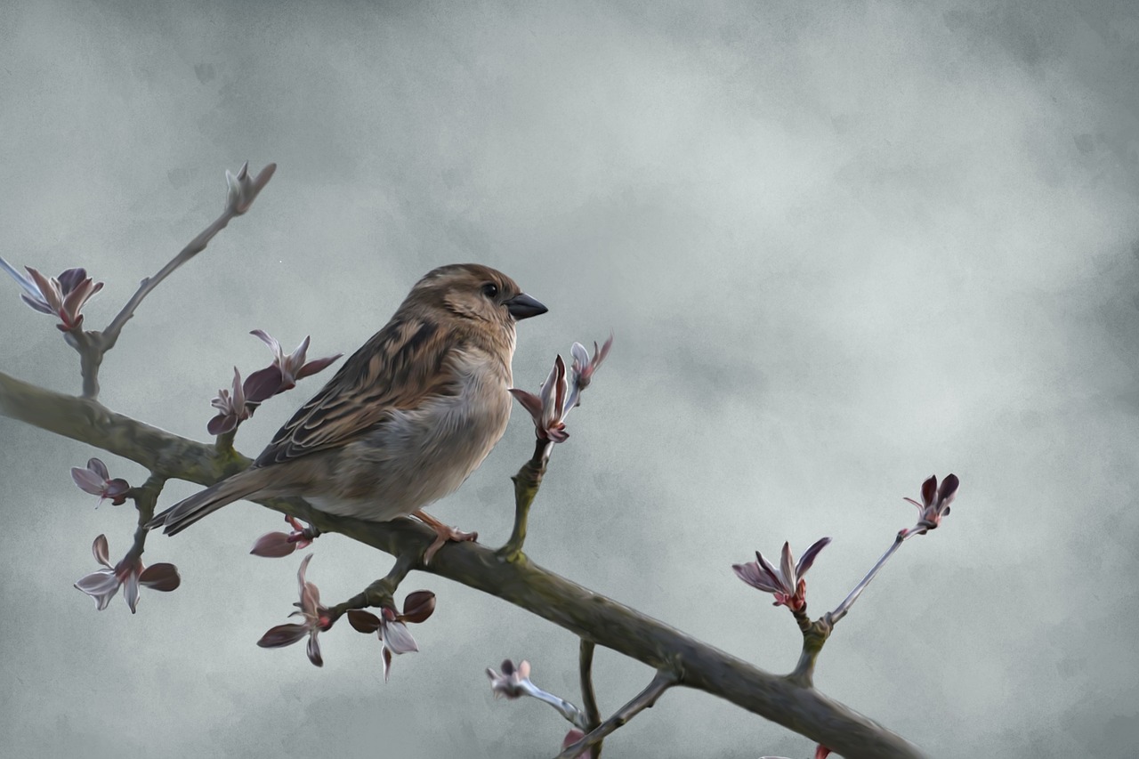 bird sparrow drawing free photo