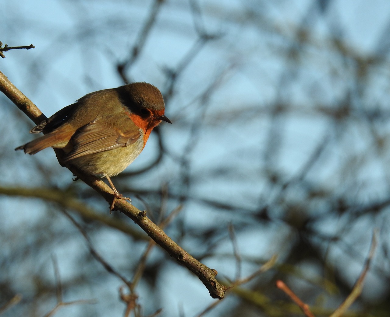 bird robin nature free photo