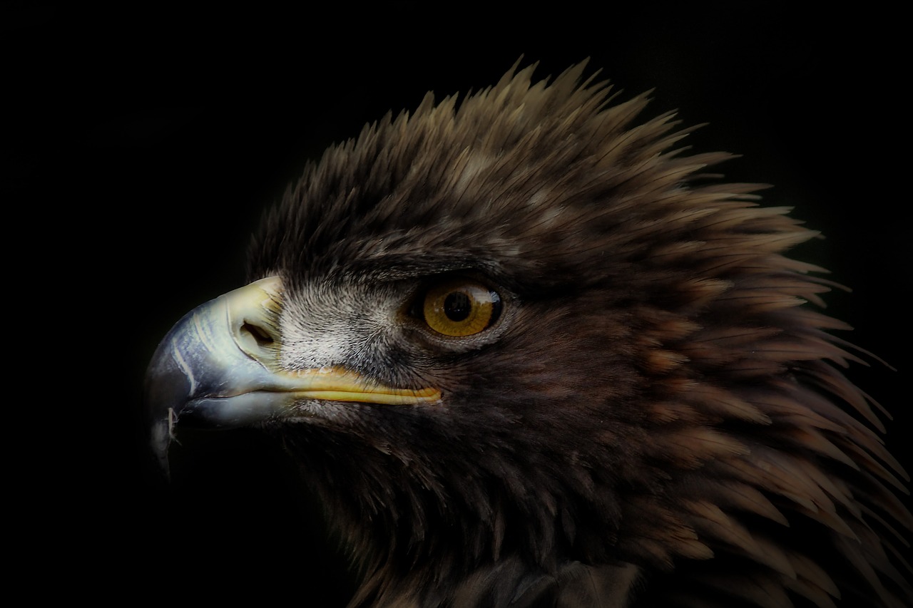 bird adler bird of prey free photo