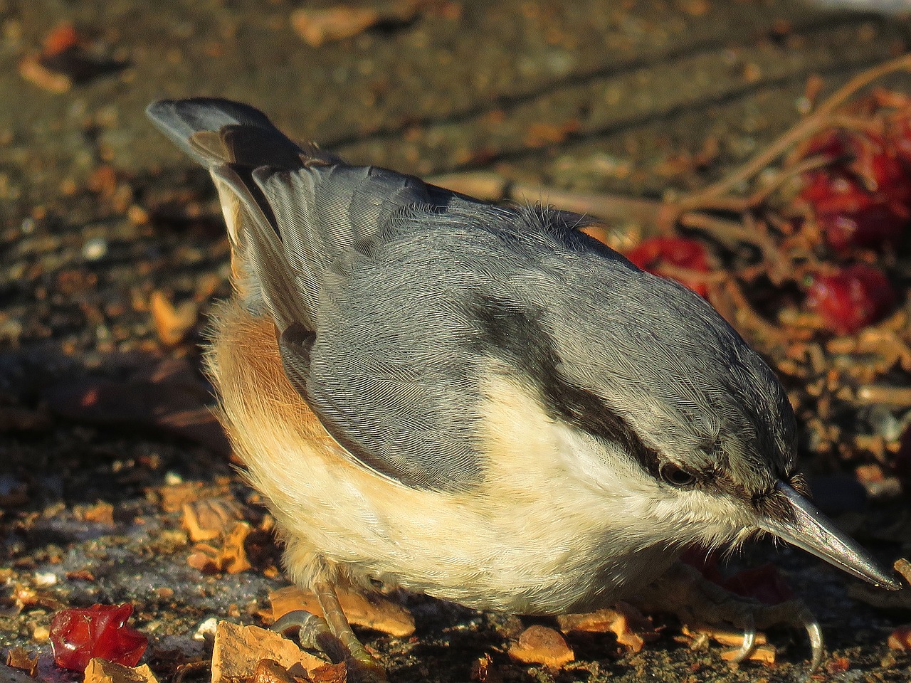 bird nuthatch nature free photo