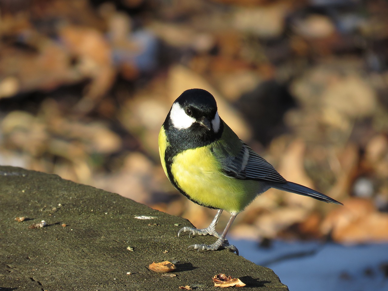 bird big bird nature free photo