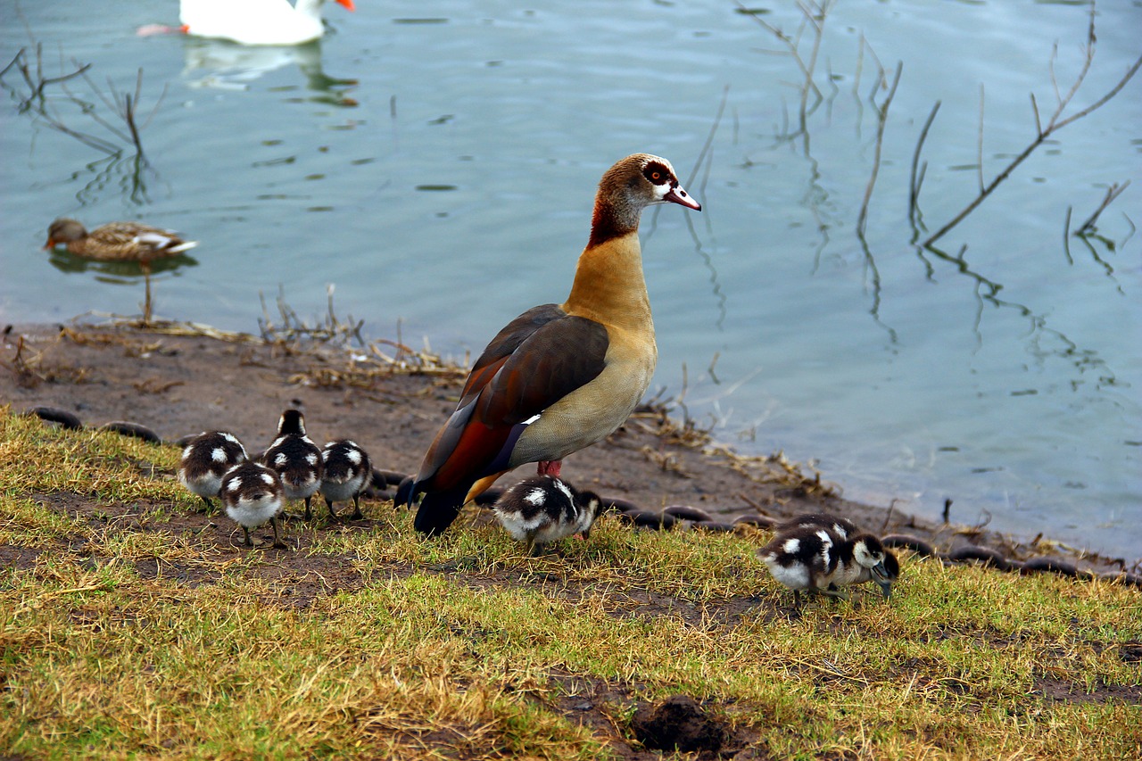 bird chicks nature free photo