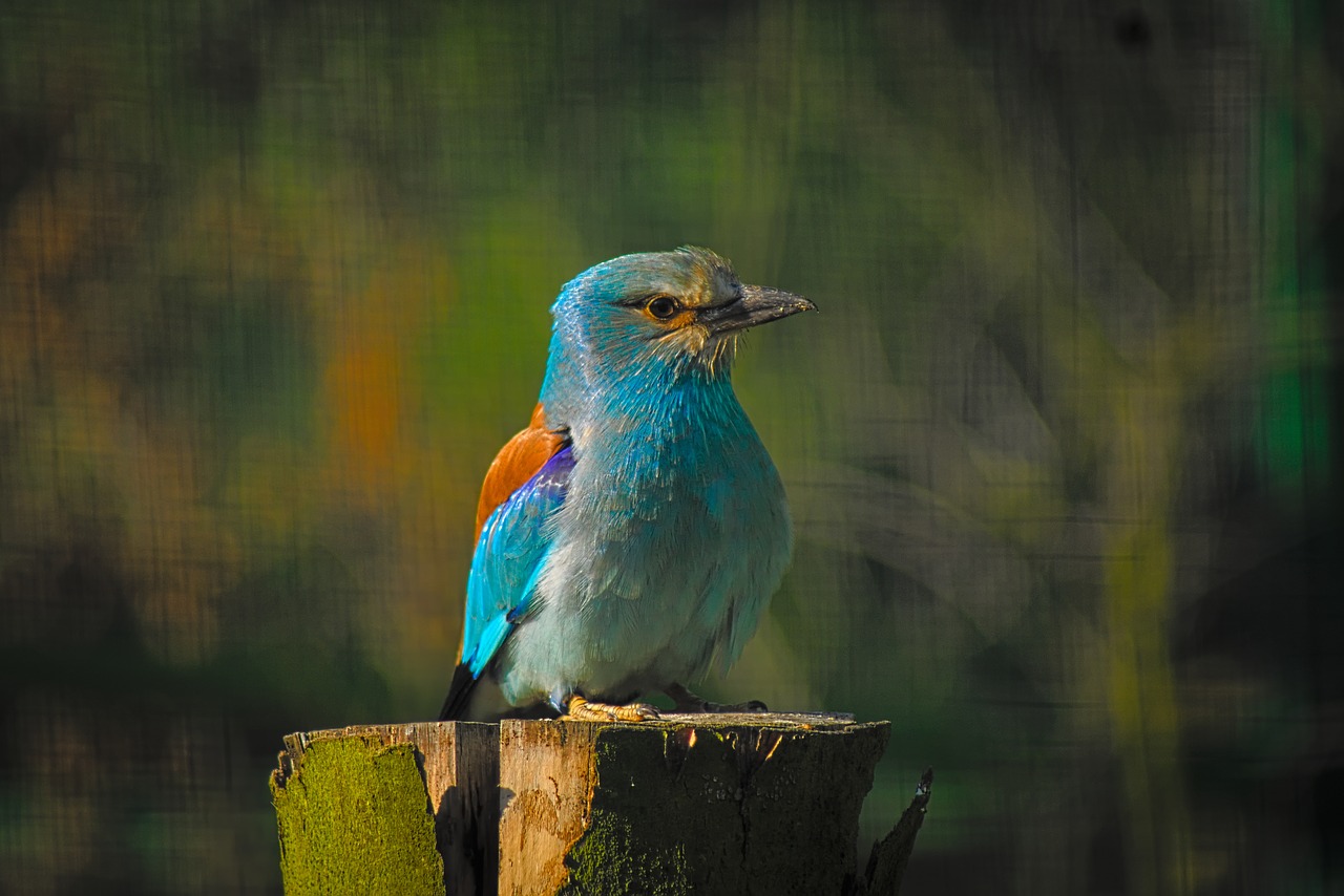 bird nature park free photo