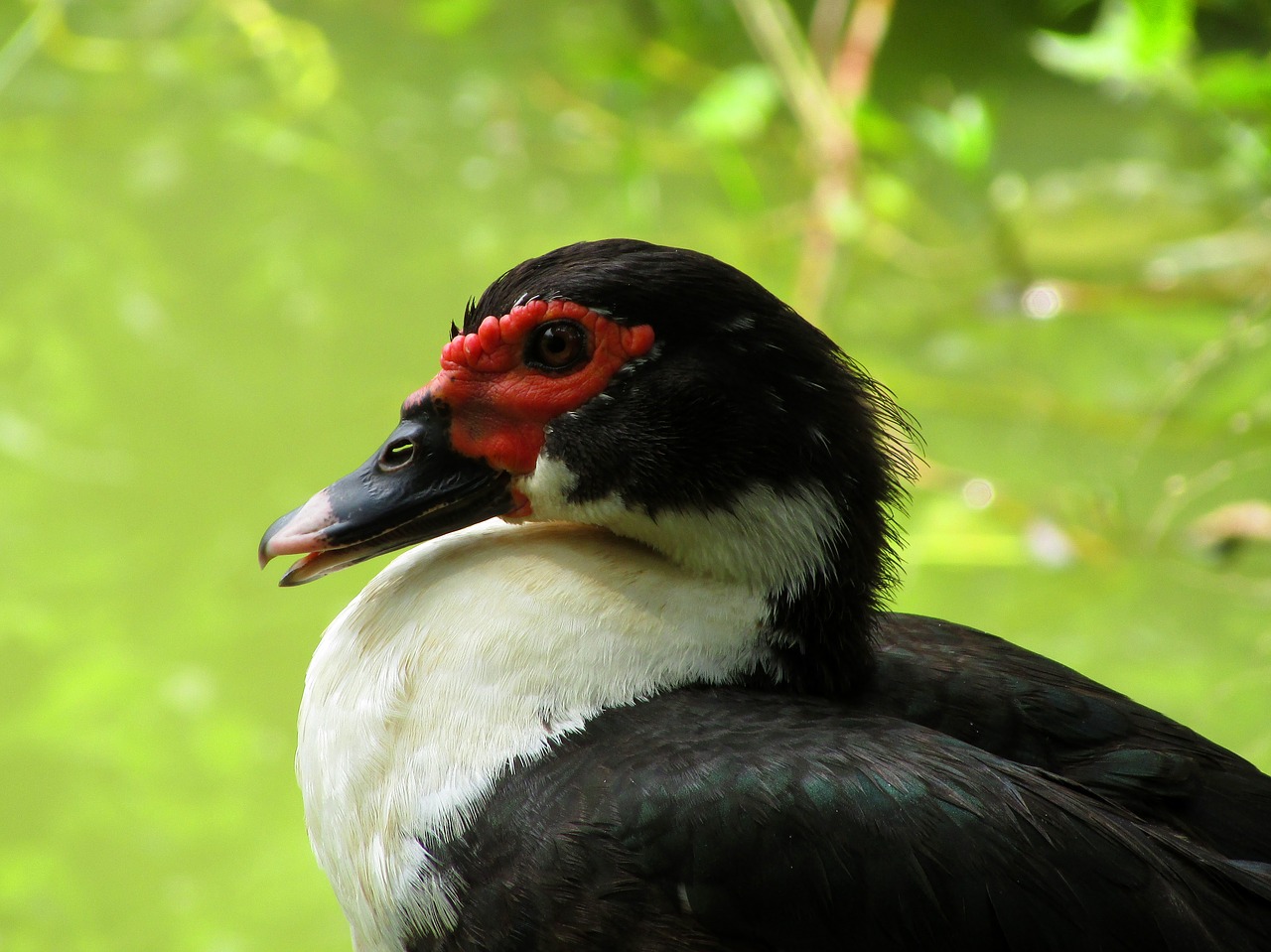 bird duck waterfowl free photo