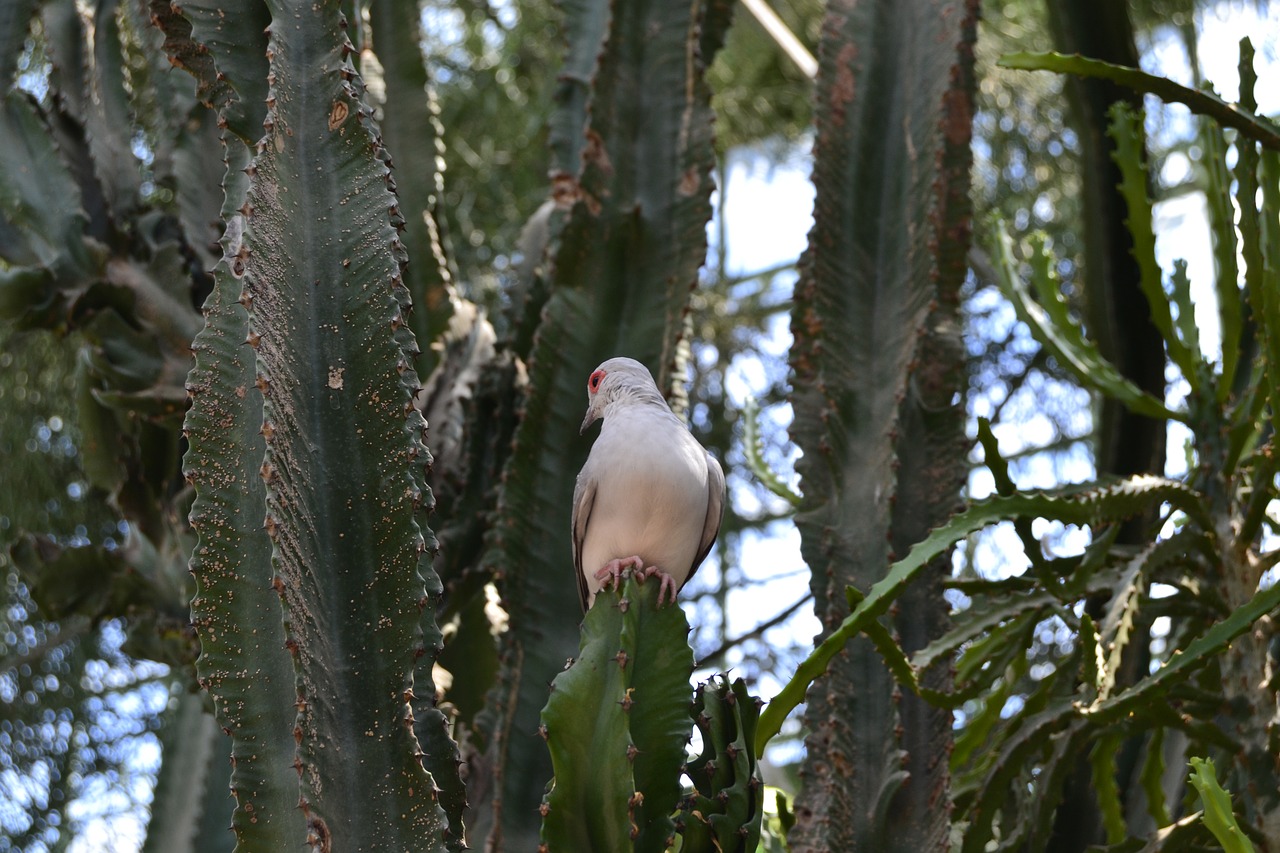 bird cactus quiet free photo