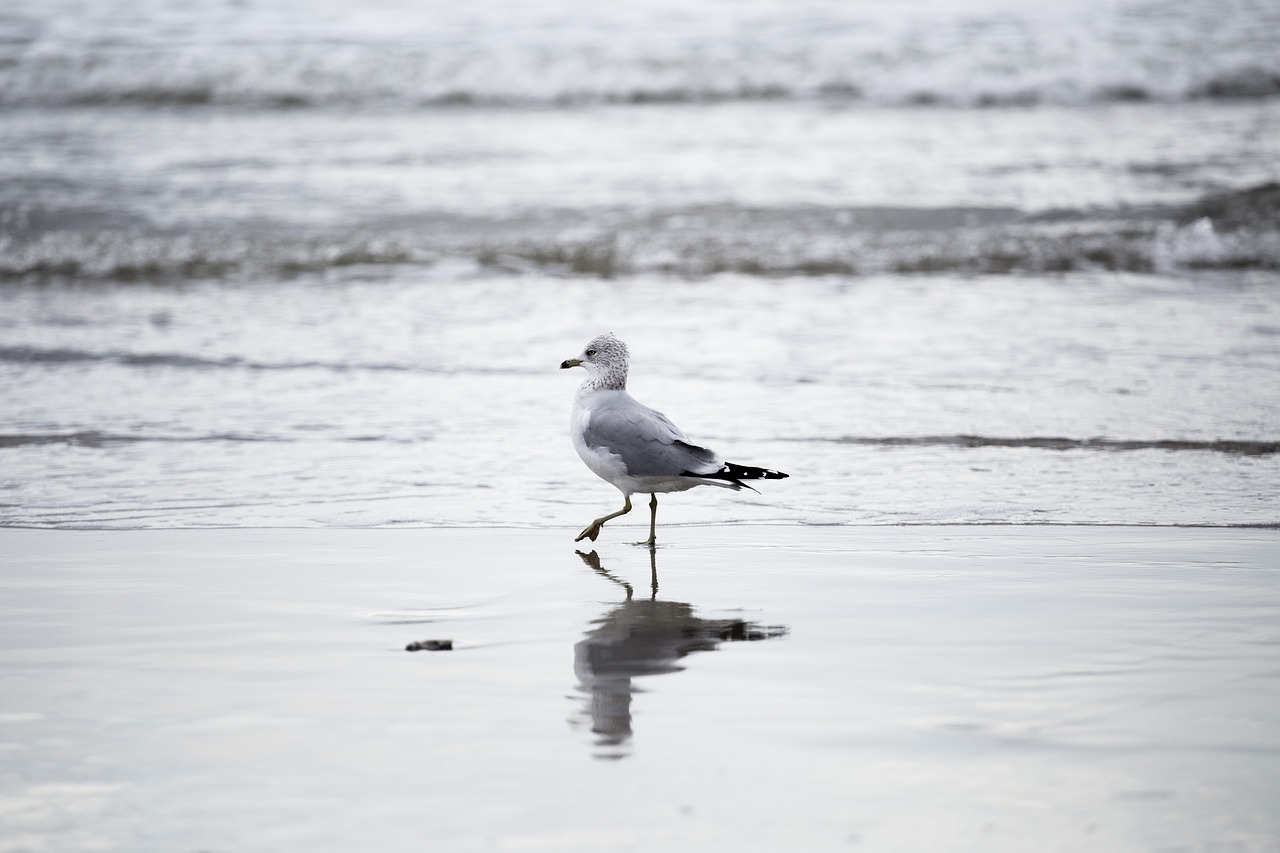 bird shore beach free photo